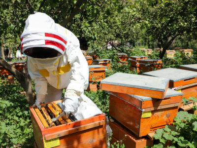 Cours d'apiculture
